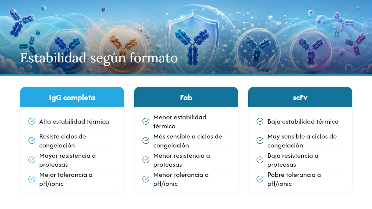 Comparación de la estabilidad entre diferentes formatos de anticuerpos