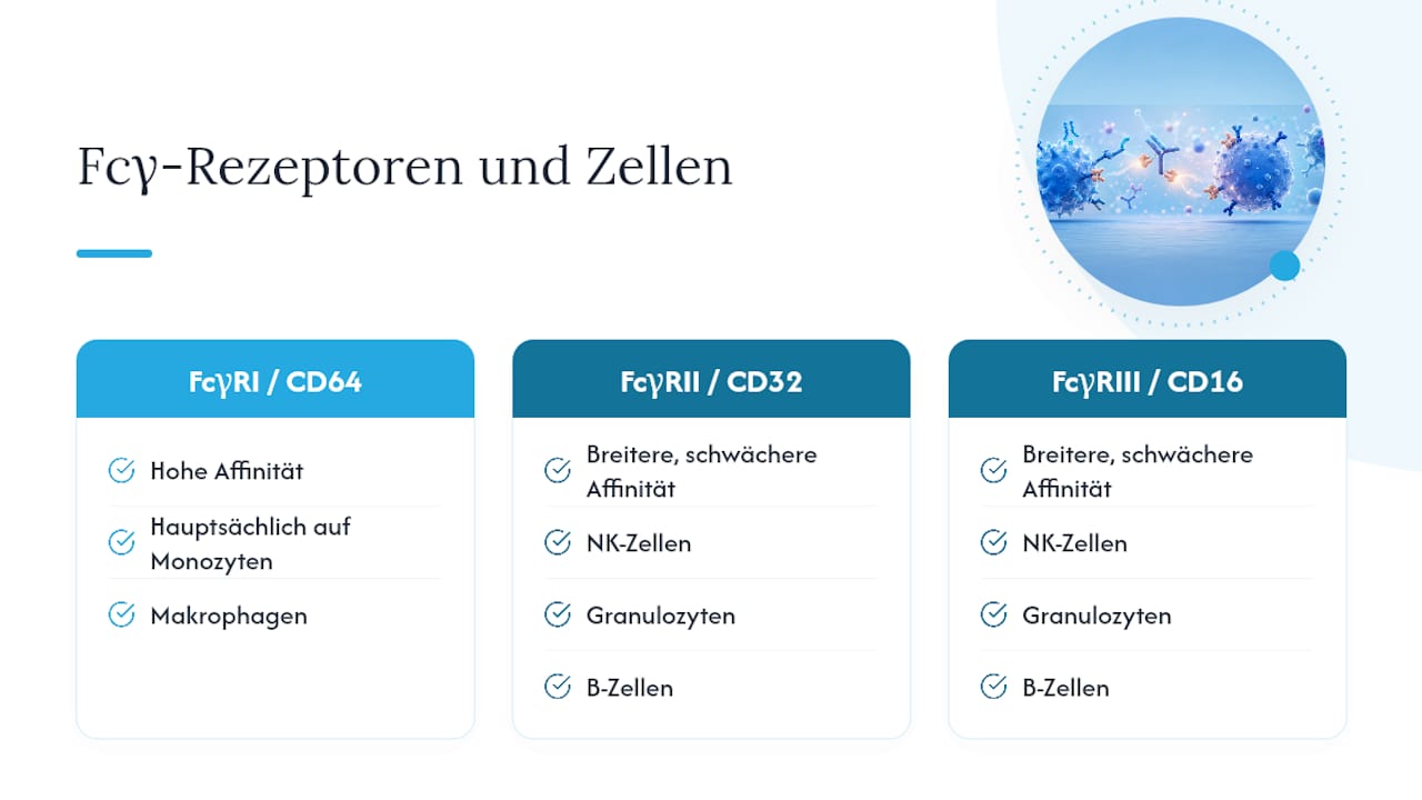 Fc-Rezeptoren und die dazugehörigen Immunzelltypen