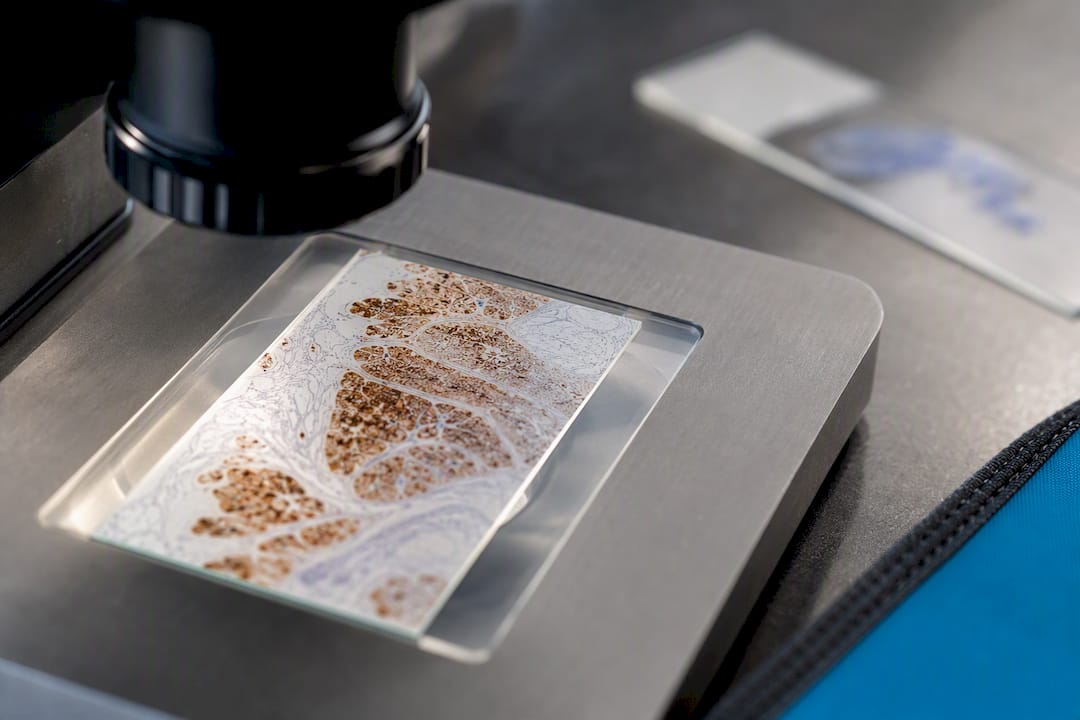 Coupe histologique observée au microscope
