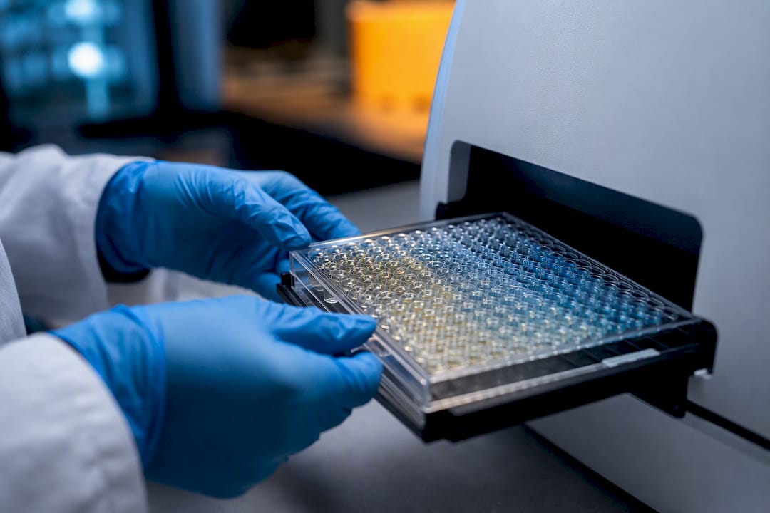 Mikrotiterplatte bei der ELISA-Analyse im Labor