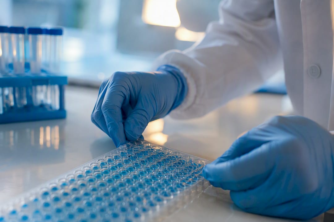 Réplicas de microplaca durante la validación ELISA