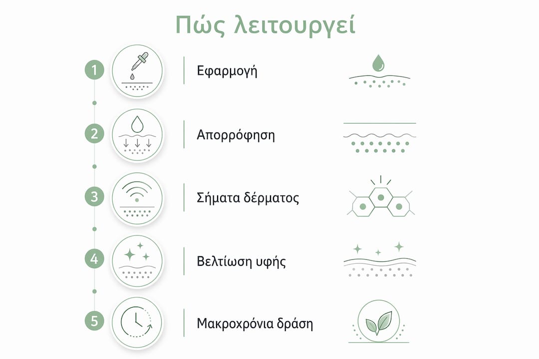 Εικονογραφημένος οδηγός με τα βασικά στάδια δράσης του ορού πεπτιδίων