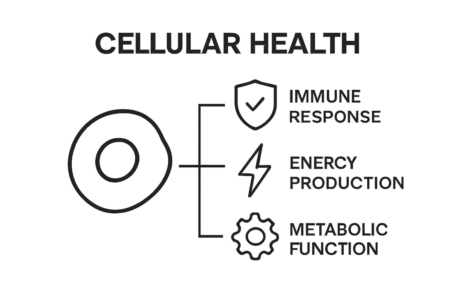Infographic showing cell connected to immune, energy, and metabolic icons