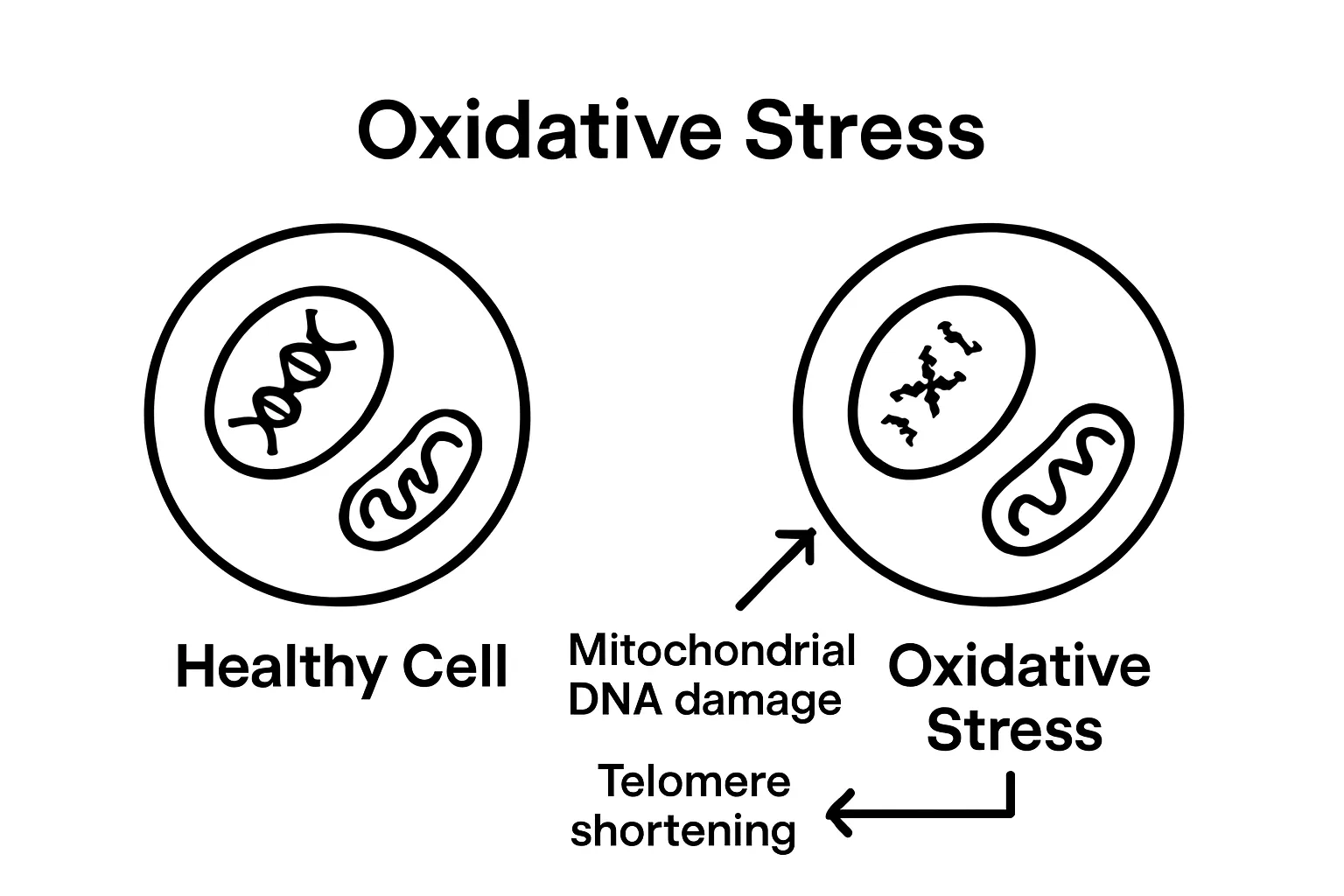 Before and after cell comparison: healthy cell vs. cell with oxidative stress damage