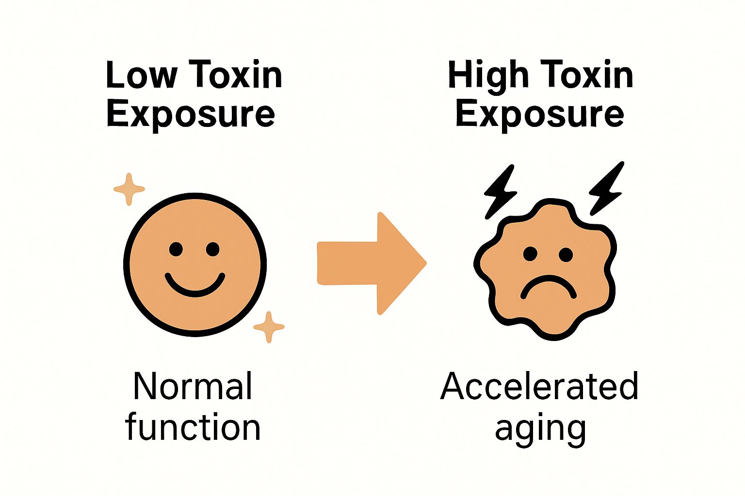 Comparison between healthy cell and toxin-damaged cell