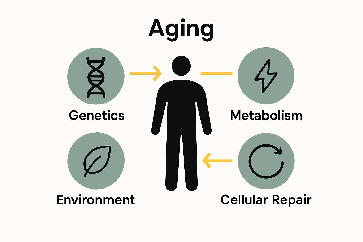 Infographic showing genetics, metabolism, cell repair, environment connected to aging