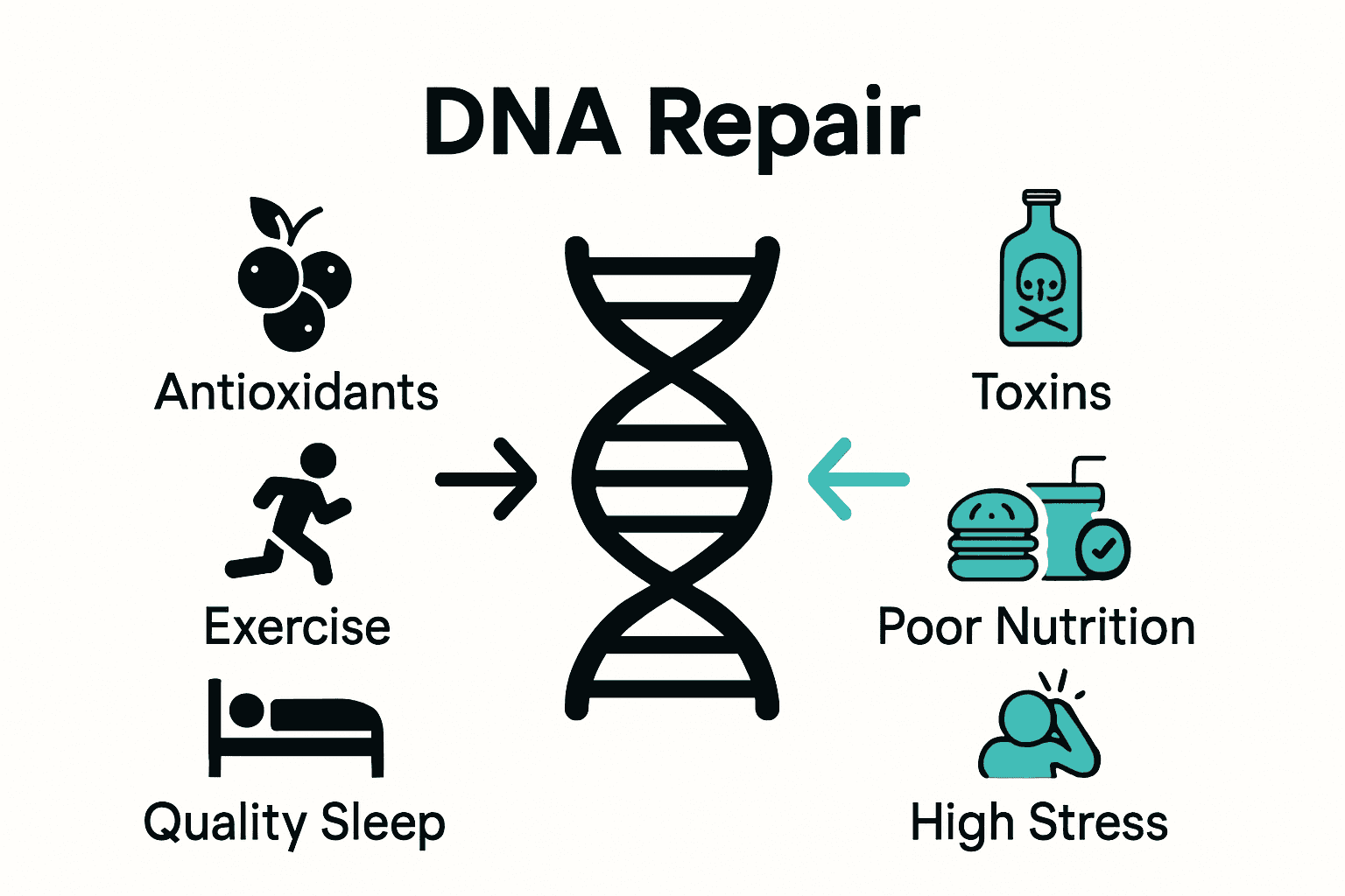 Infographic comparing nutrients and lifestyle factors for DNA repair