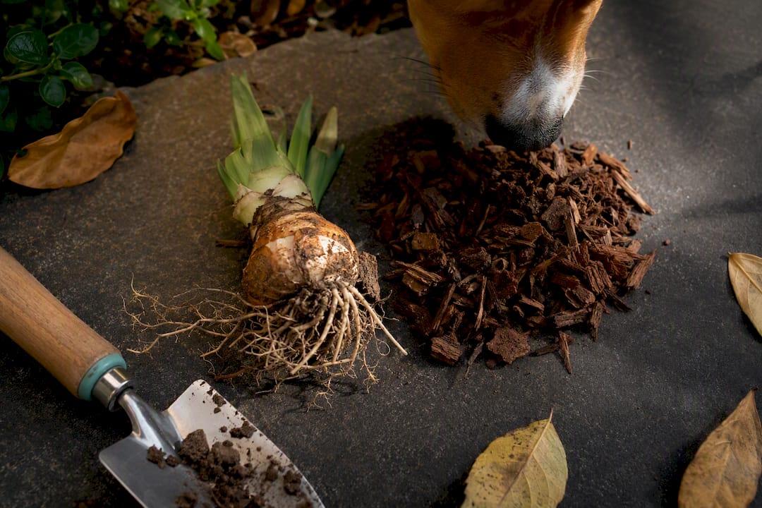 Unearthed bulb beside cocoa mulch near dog