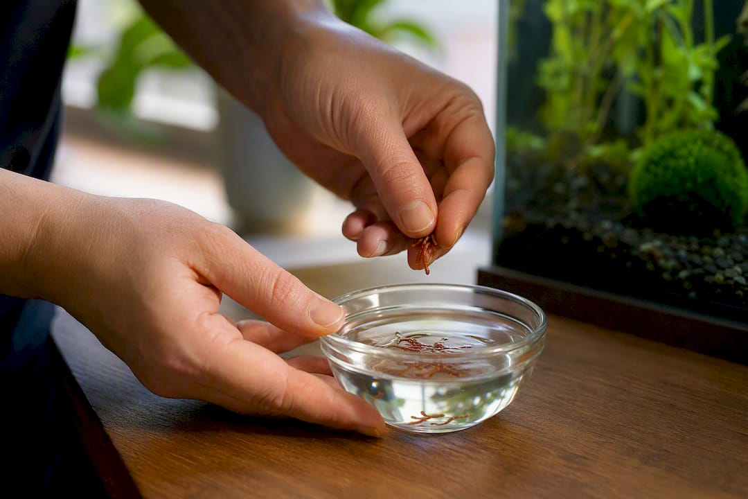 Hands soaking freeze-dried goldfish food