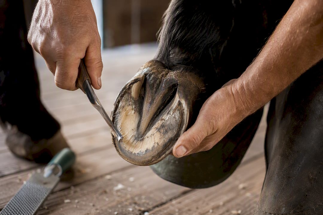 Farrier shaping a barefoot horse hoof