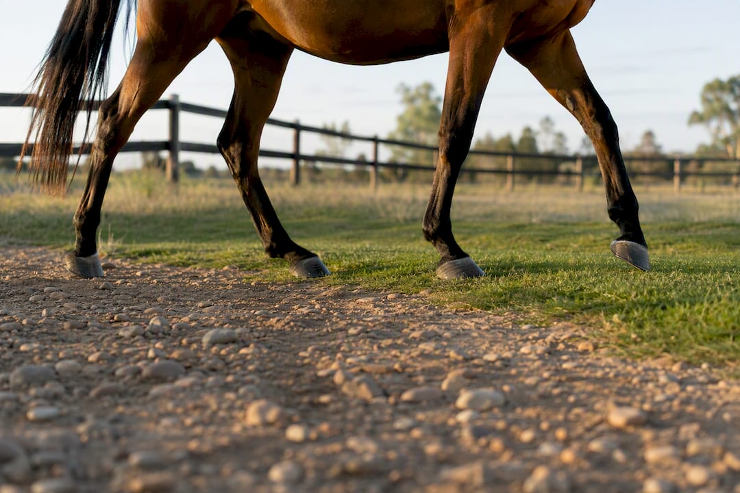 Horse walking across varied turnout terrain