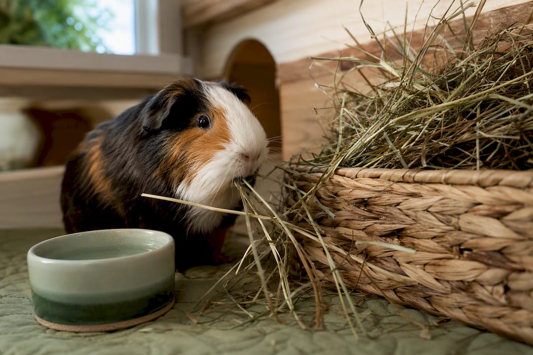 Adult guinea pig eating loose timothy hay