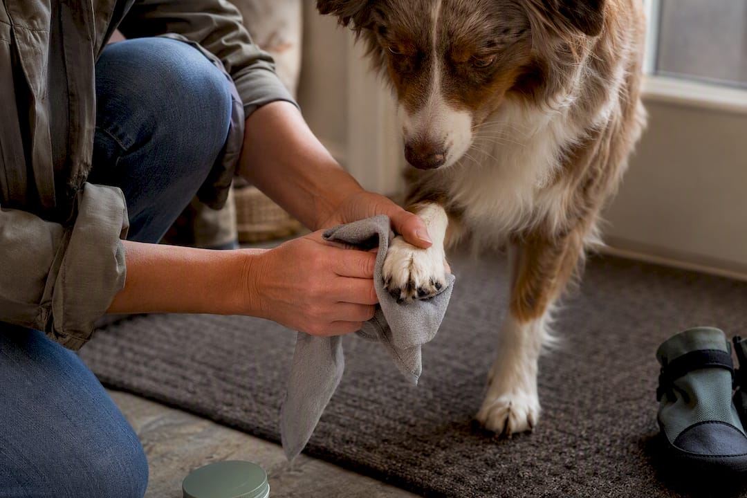 Dog paw being wiped after outdoor walk