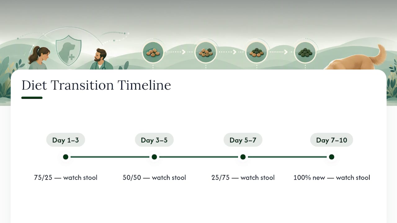Four-stage dog food transition timeline