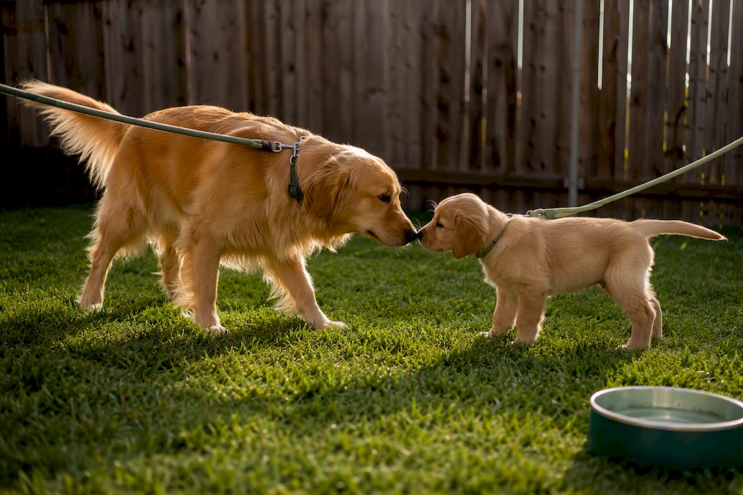 Puppy meeting resident dog outdoors