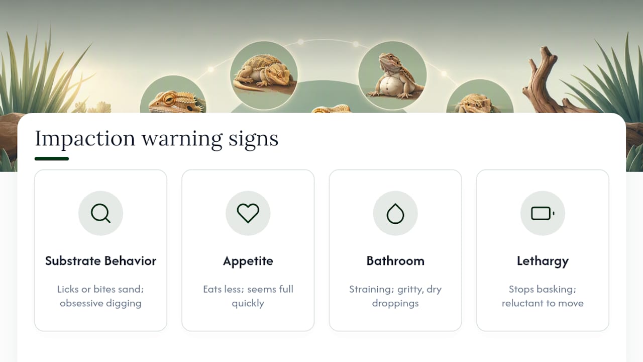 Warning signs of bearded dragon impaction
