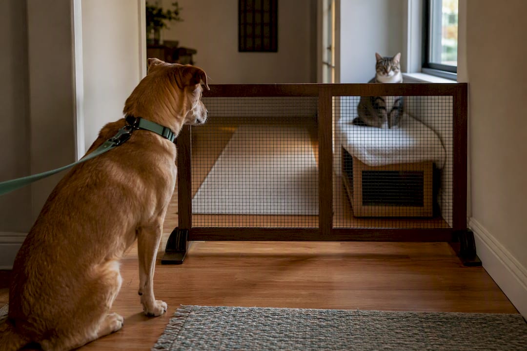 Dog and cat calmly separated by barrier