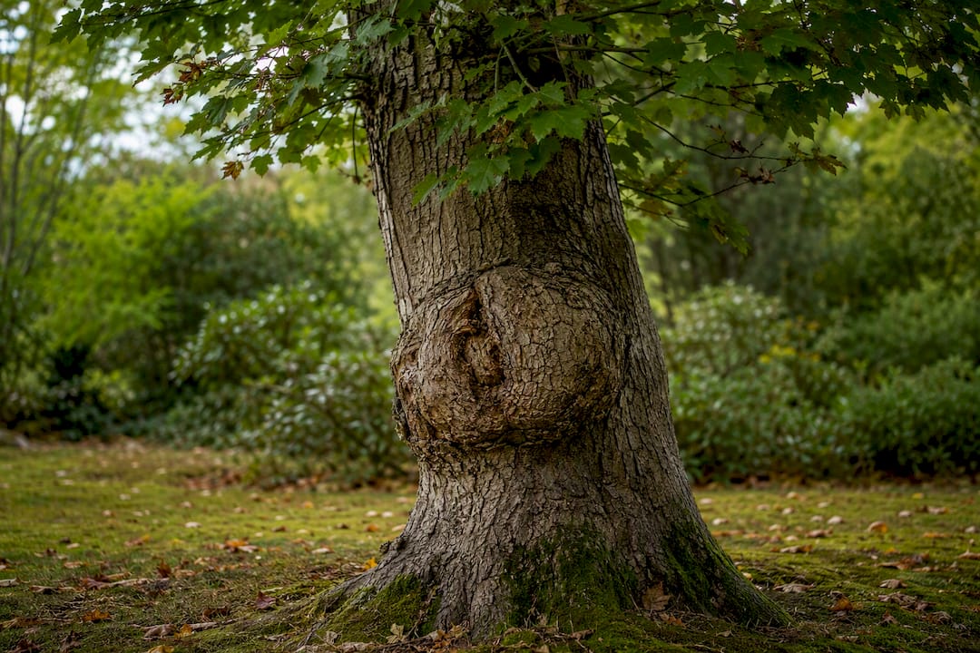 Burl swelling growing on living tree trunk
