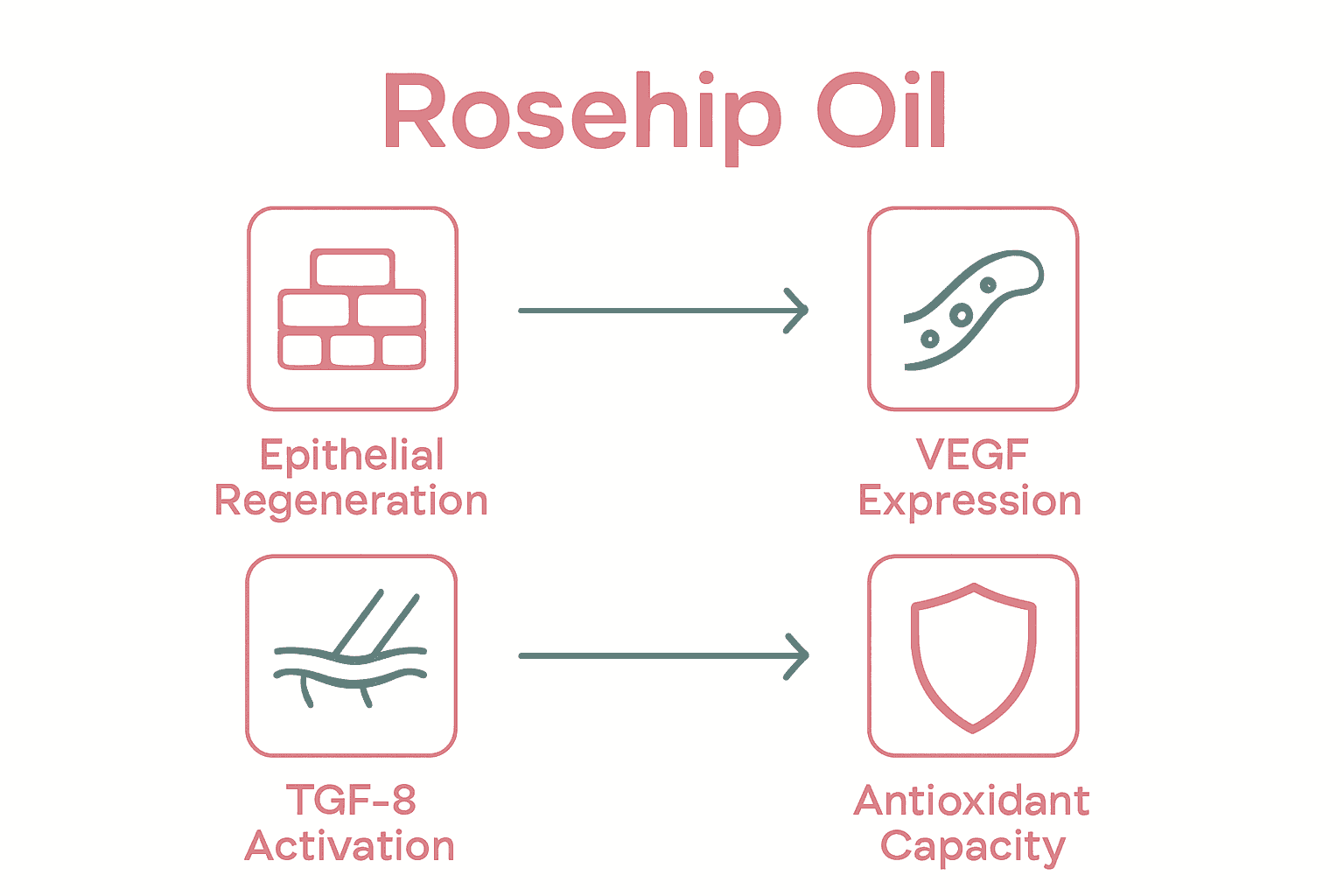 Infographic showing four healing properties of rosehip oil