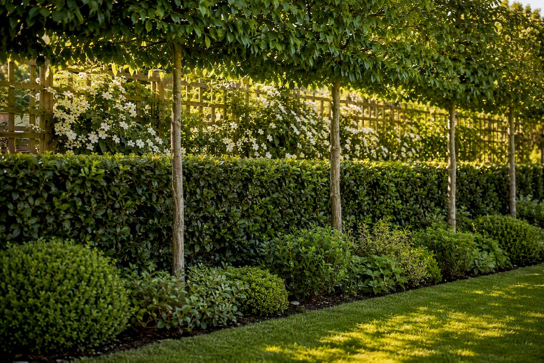 Layered hedge pleached trees and climber