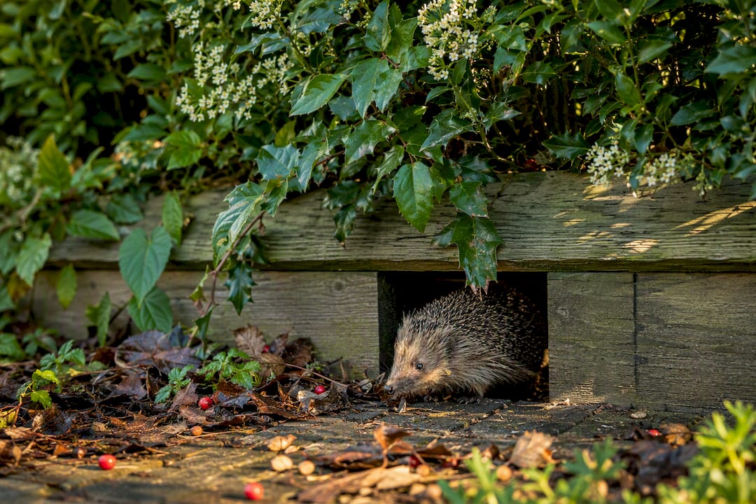 Hedgehog passing beneath a garden boundary