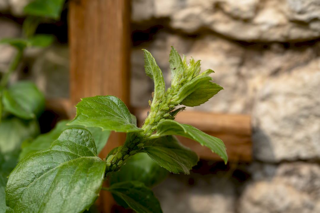 Aphids clustered on climber shoot