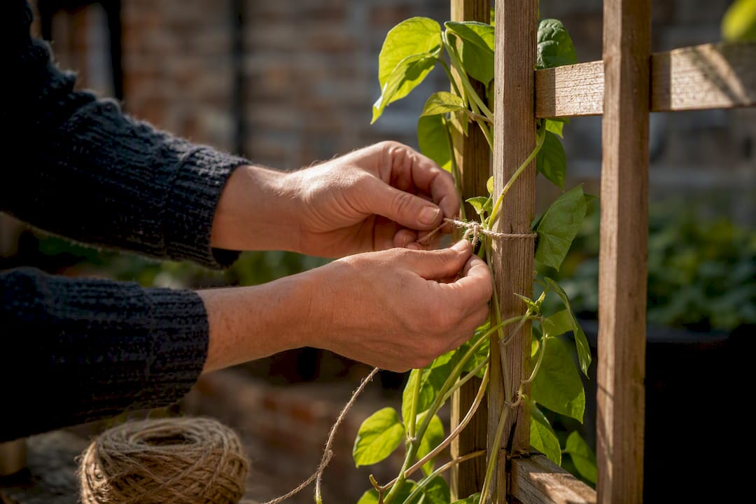 Hands tying bean stems to trellis