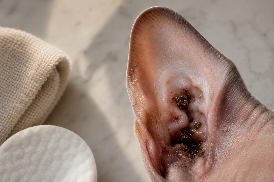 Close-up of healthy dark Sphynx ear wax