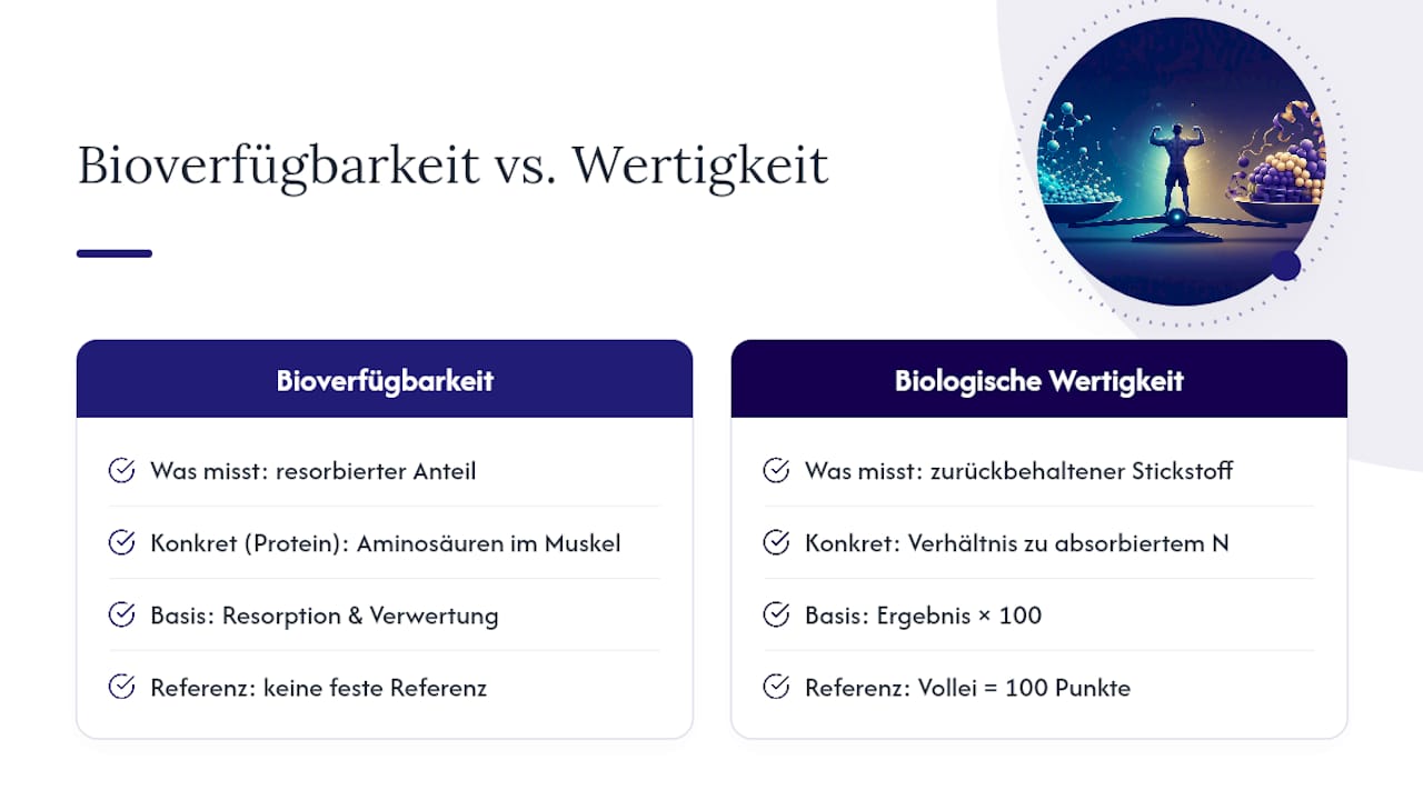 Bioverfügbarkeit von Protein und biologische Wertigkeit: Der Unterschied — overview diagram