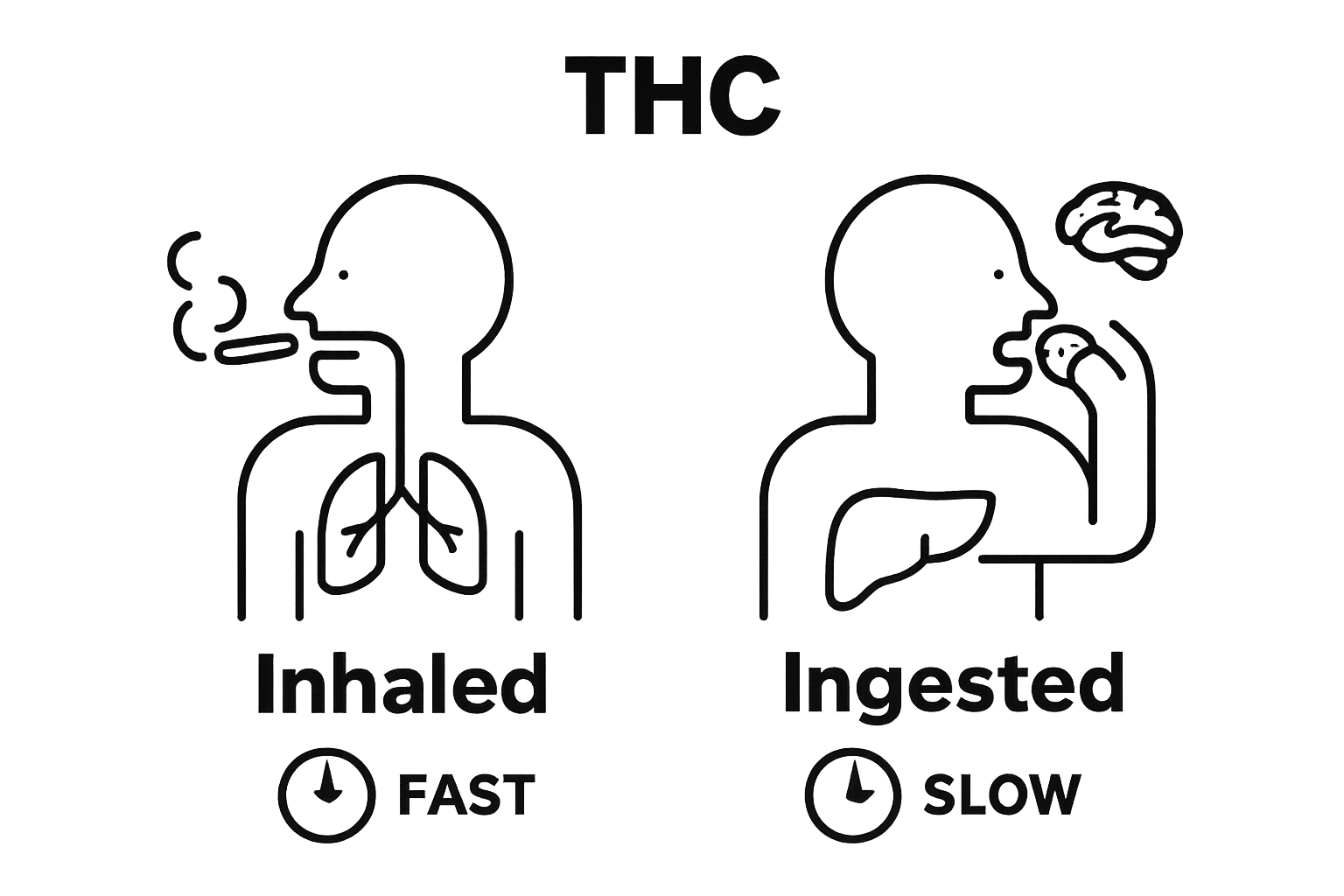 Infographic comparing inhaled and edible THC pathways
