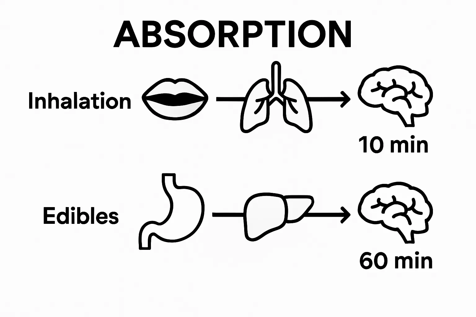 Edible vs inhalation cannabis effects timeline infographic