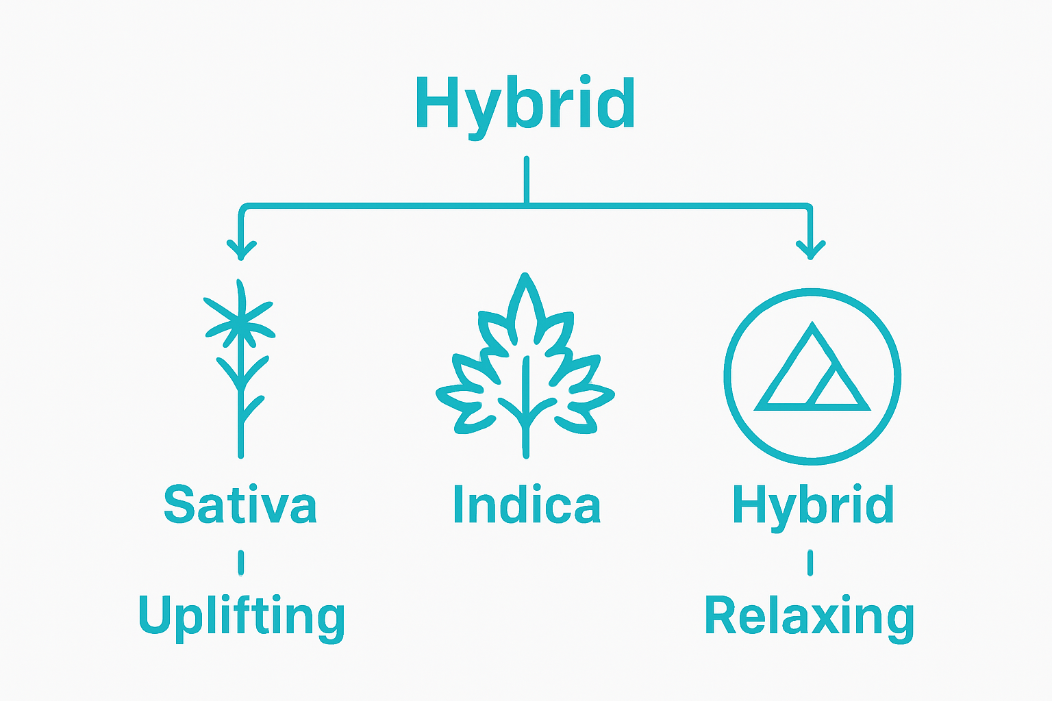 Infographic comparing Indica, Sativa, and Hybrid cannabis strains