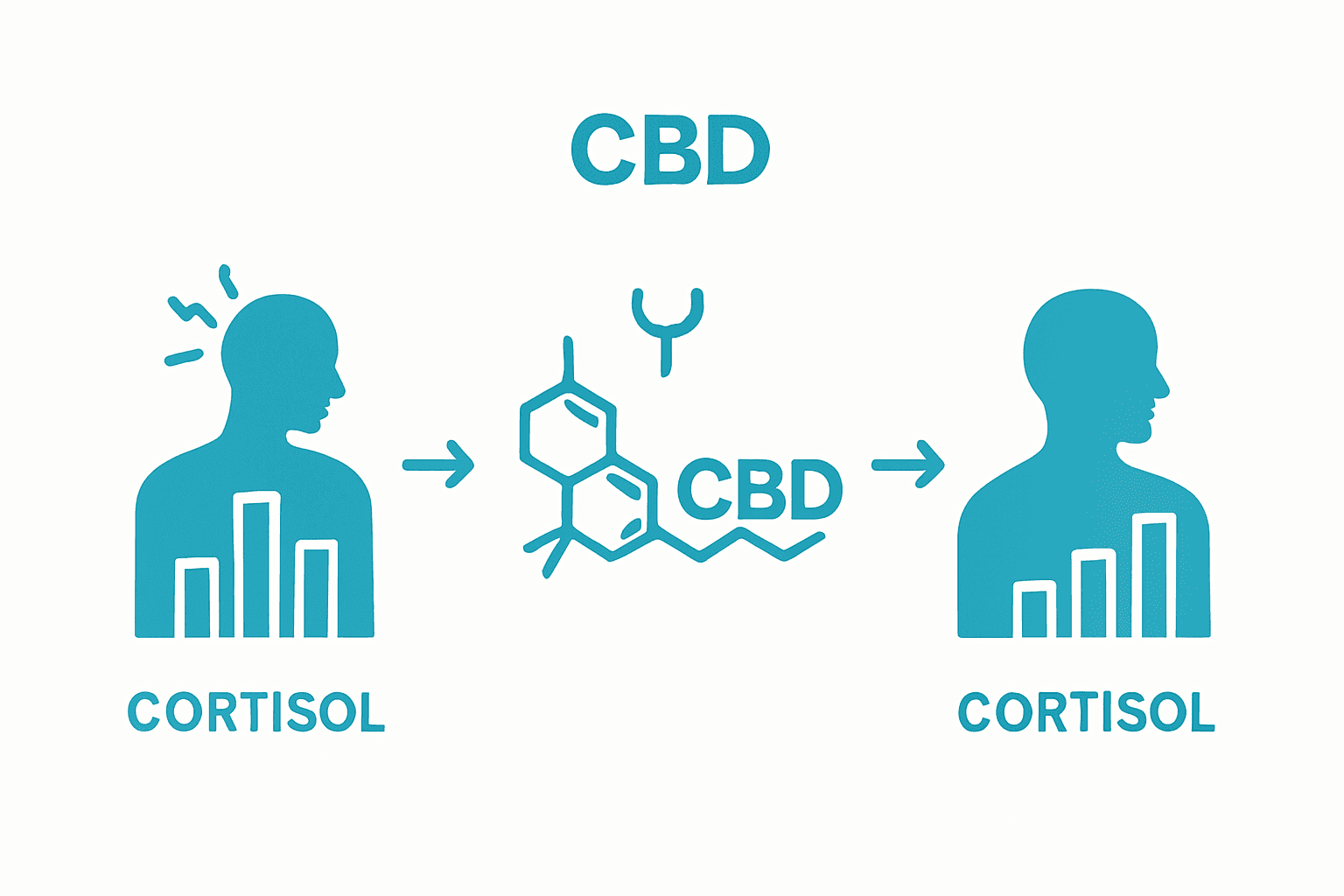 Simple infographic showing CBD reducing cortisol and stress levels