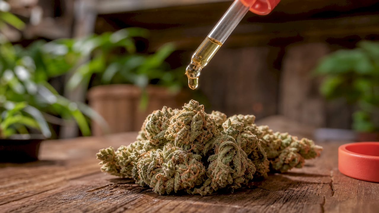 Close-up of cannabis buds showing chemical degradation