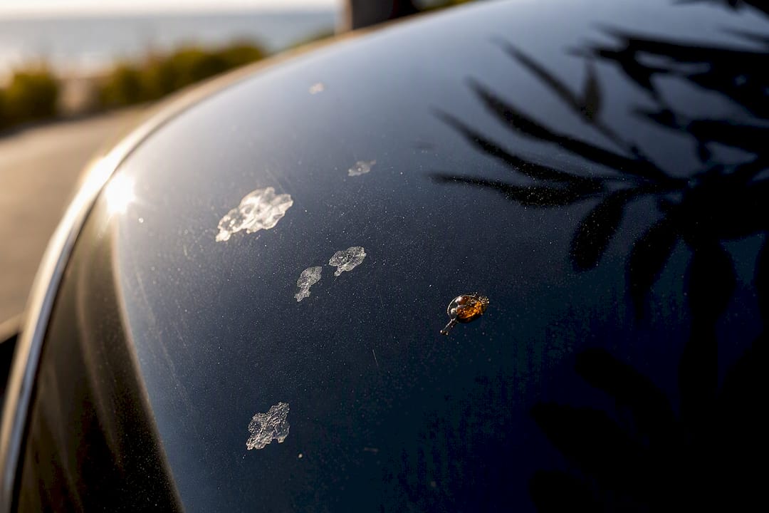 Salt and sap on coated vehicle paint
