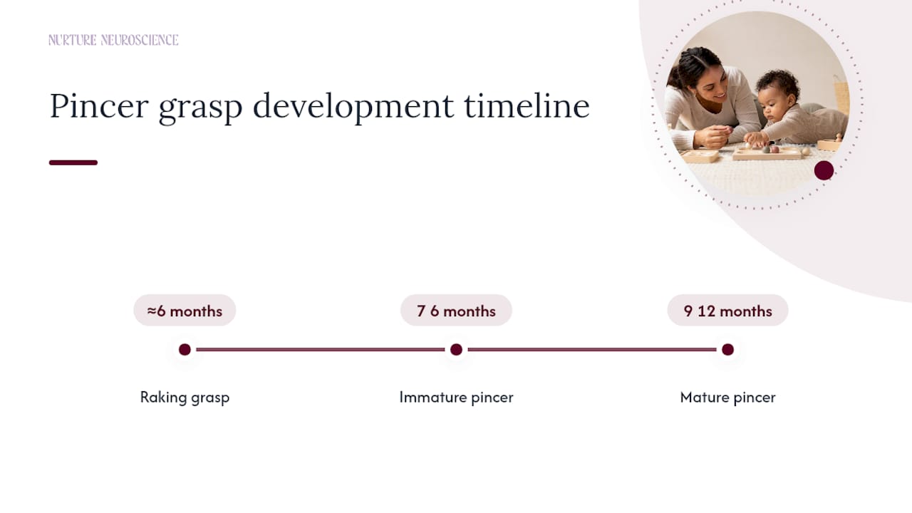 Timeline of pincer grasp development stages