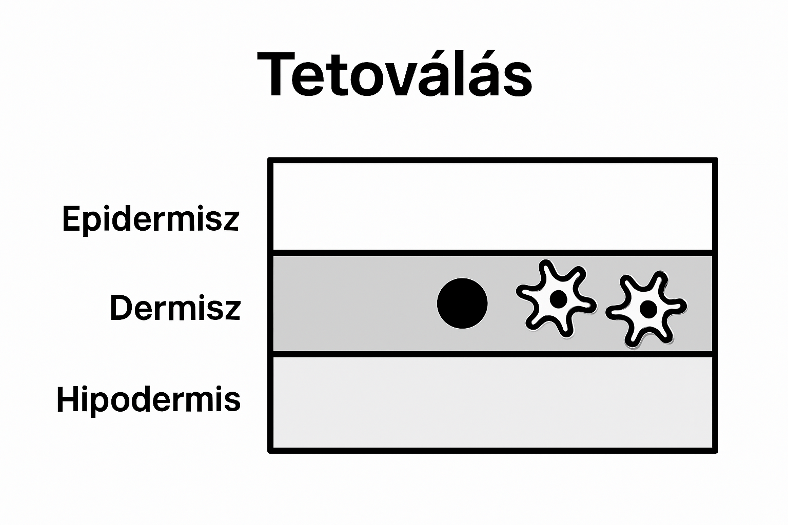 Három bőrréteg és tinta helye infografikus ábrán