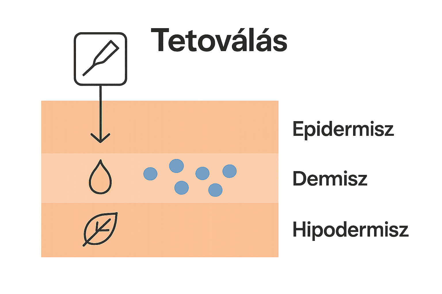 Infógrafika: bőr rétegei tetoválásnál, tű és pigment elhelyezkedés vizuális magyarázata