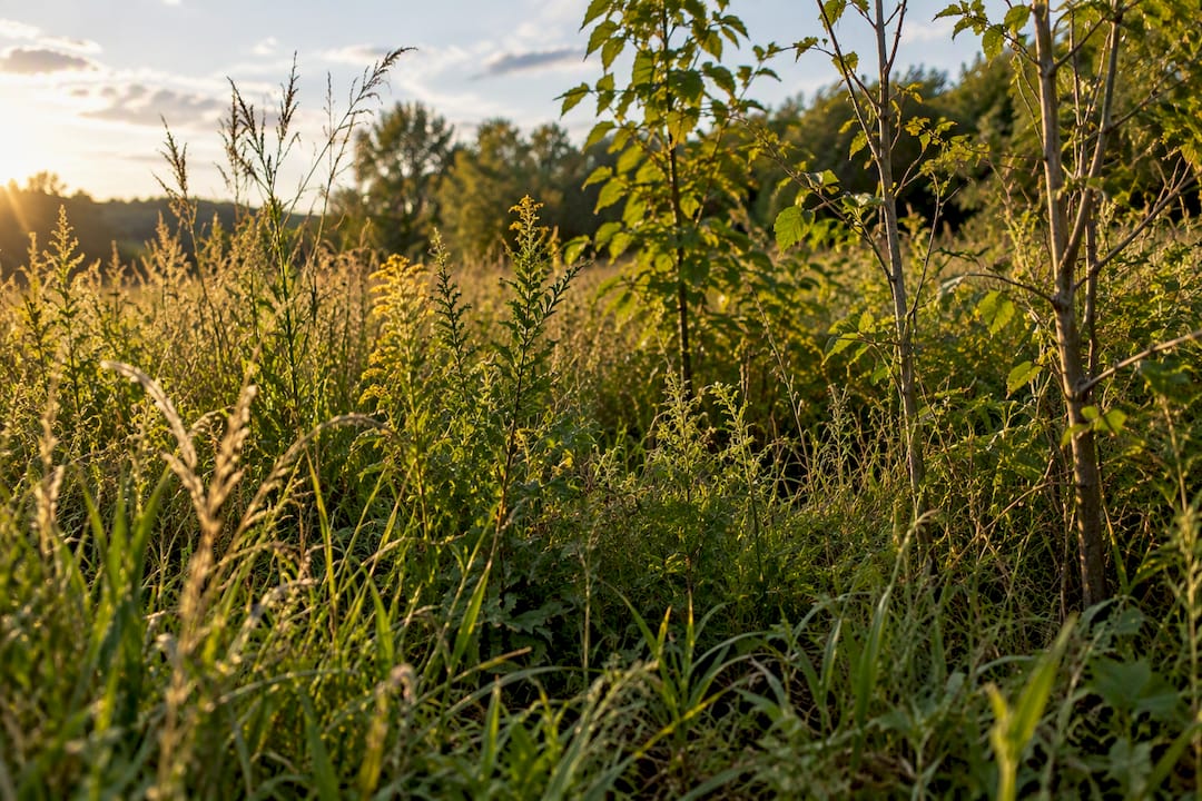 Woody stems rising through overgrown field