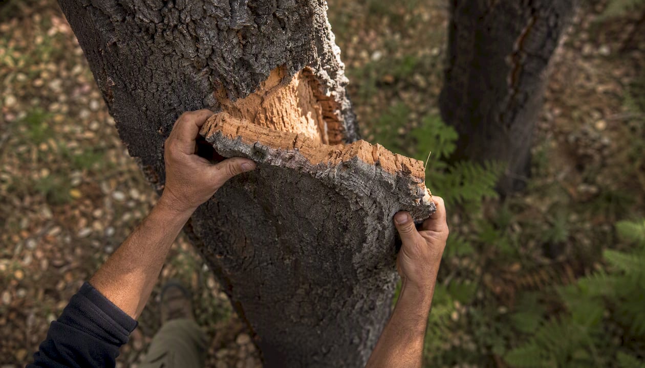 Hands harvesting cork oak bark in forest