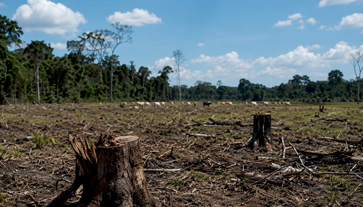 Deforested tropical land with grazing cattle