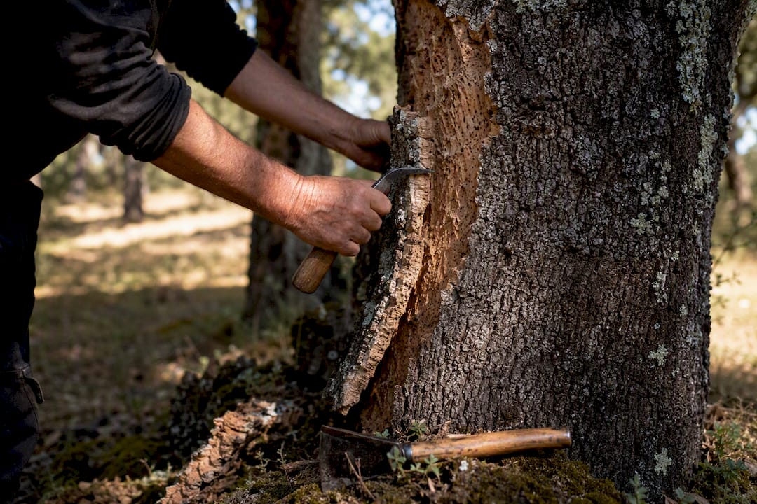 Cork oak bark being hand-harvested
