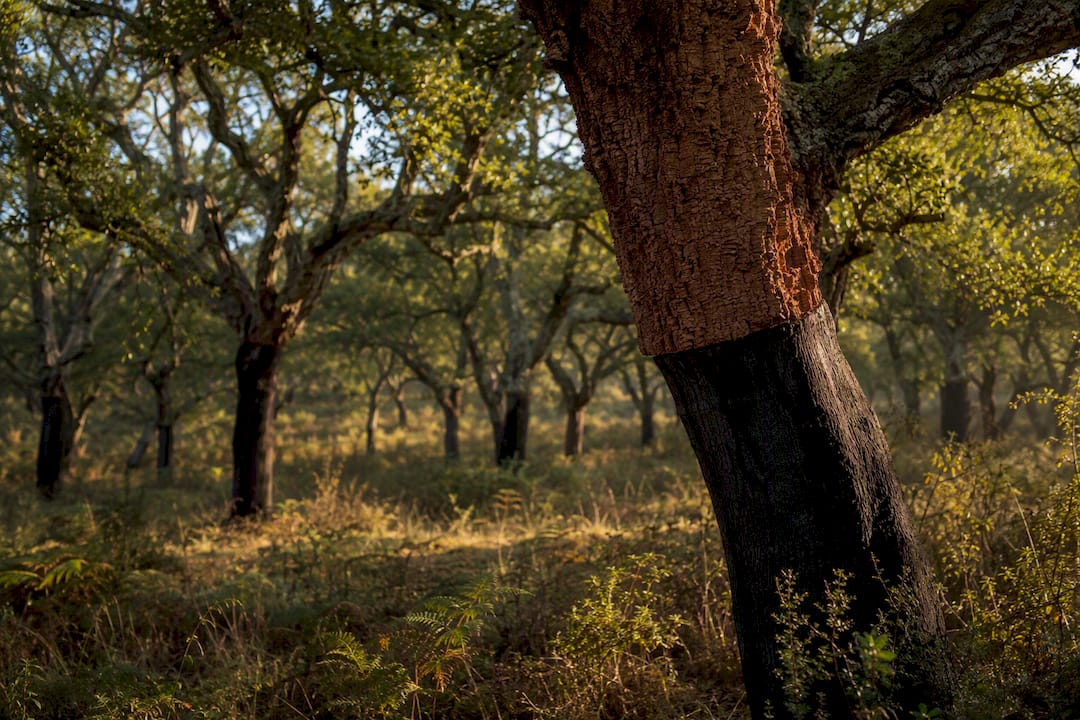 Portuguese cork oak forest with textured bark