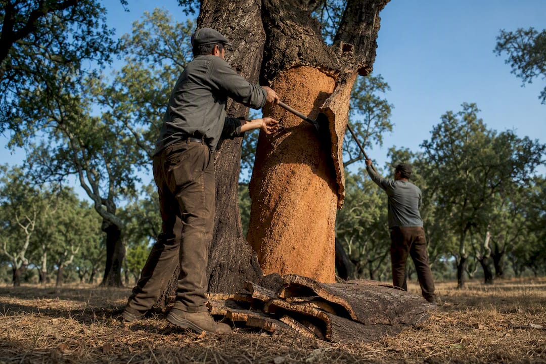 Workers manually harvesting cork oak bark