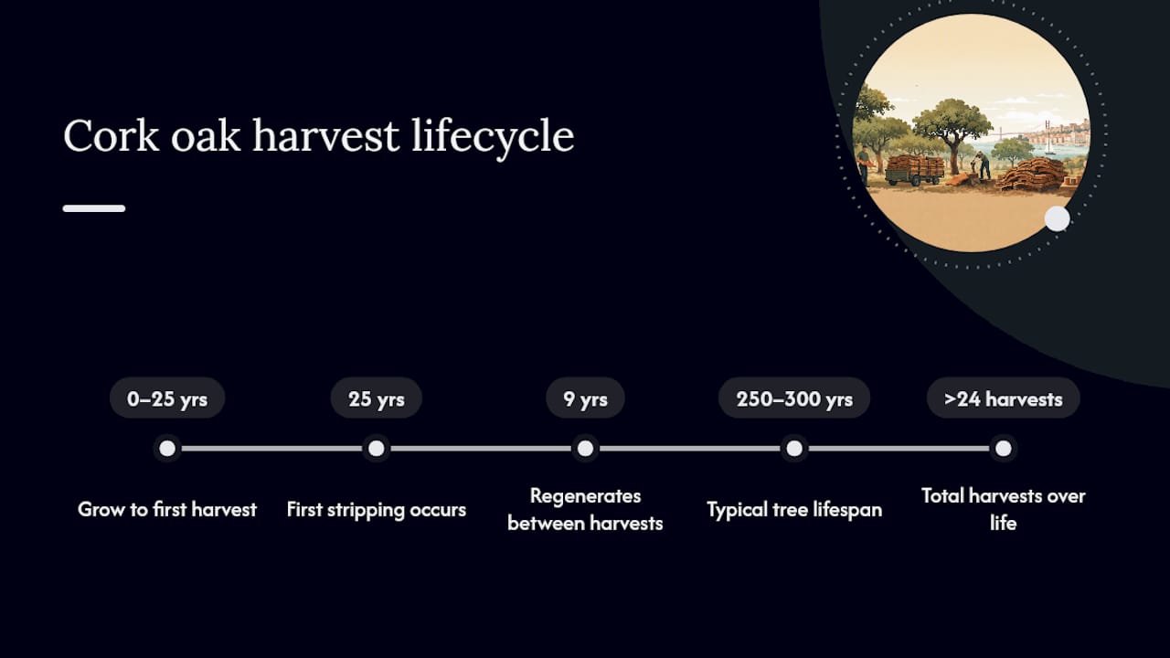 Cork oak harvesting lifecycle timeline