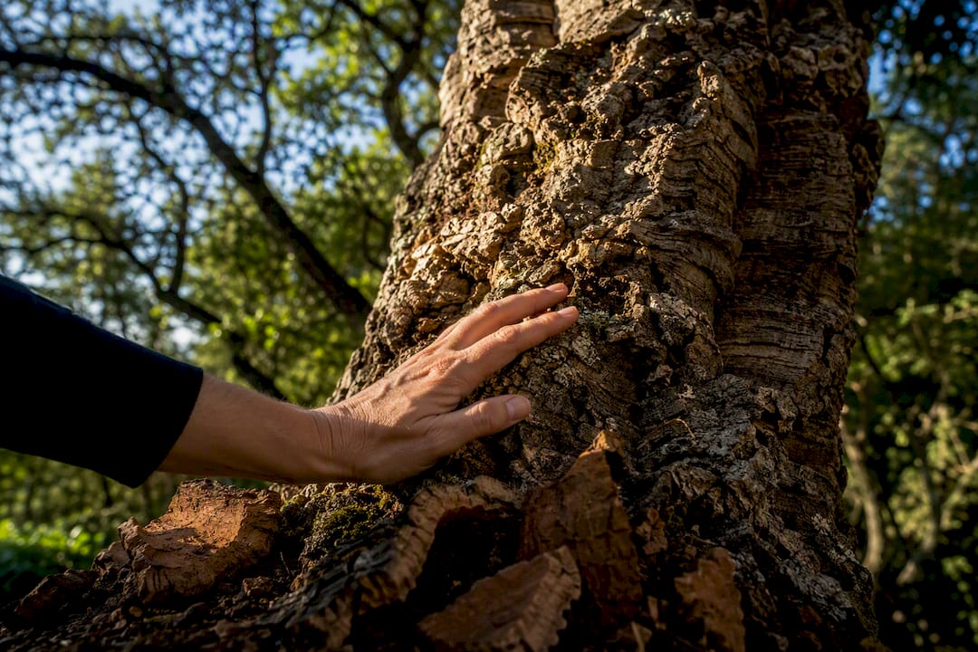 Hand touching cork oak bark texture