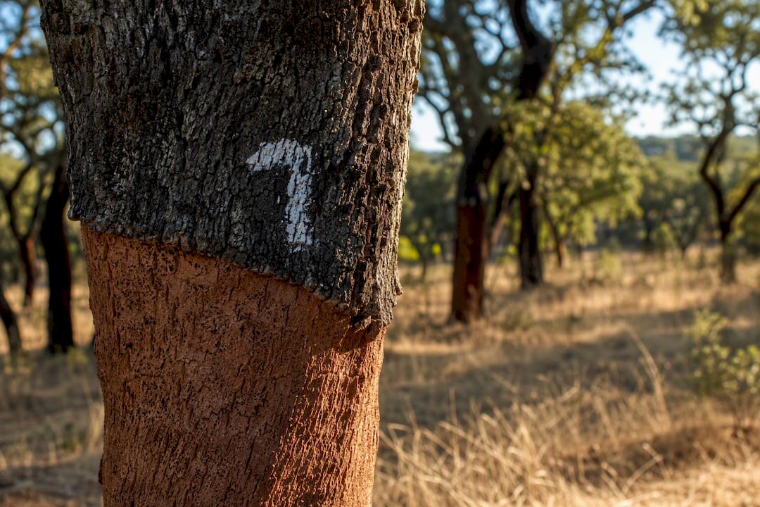 Harvest year mark painted on cork oak bark