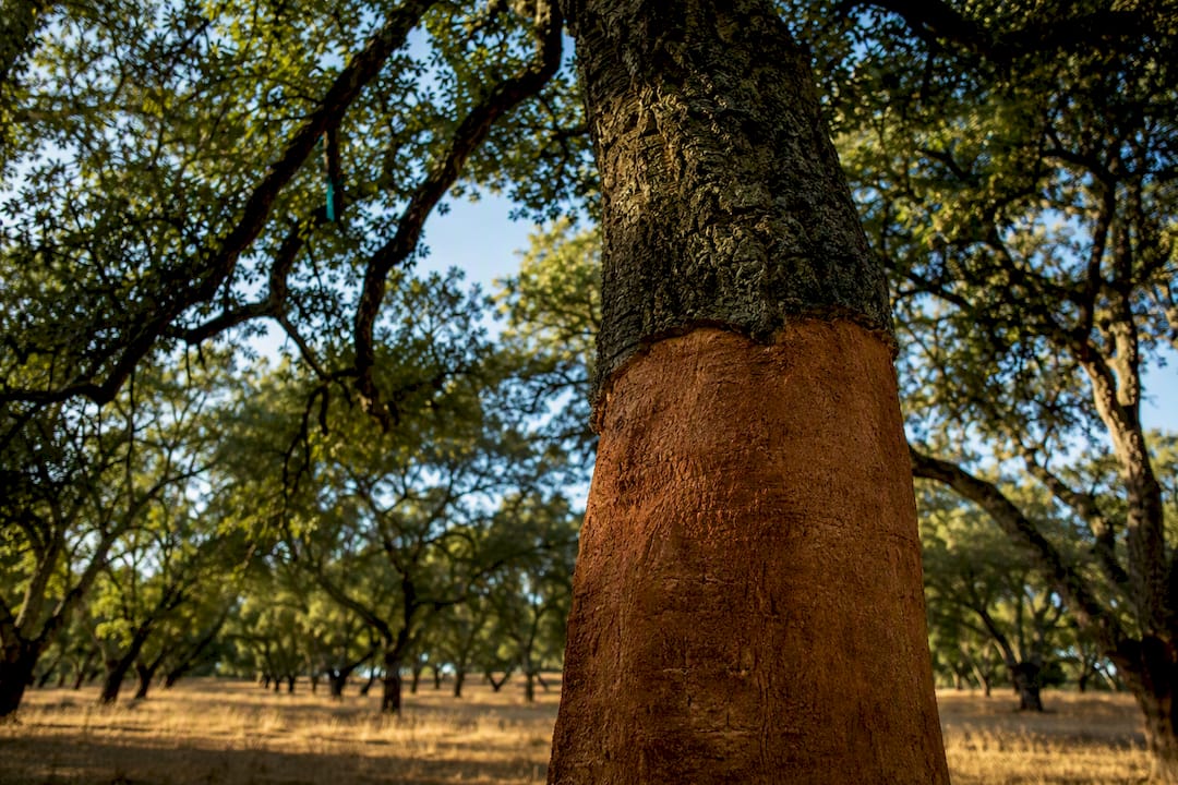 Cork oak tree in a harvested grove