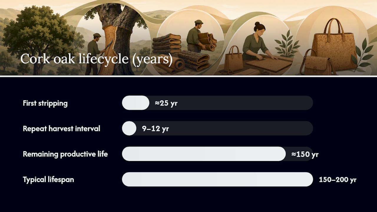 Cork oak harvesting cycle and lifespan