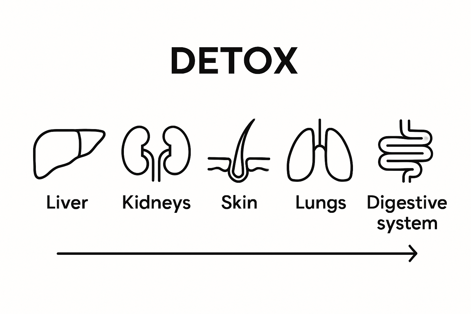 Infographic comparing key detox organs